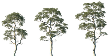 Set of Eucalyptus amygdalina (commonly known as black peppermint) frontal isolated png in sunny daylight on a transparent background perfectly cutout