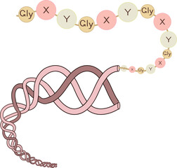 Structure of collagen with amino acid sequence for biology lessons