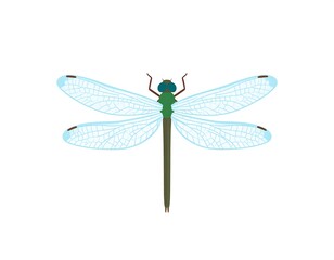 Colorful dragonfly illustration (1)