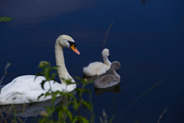 Swan family swimming around a beautiful lake