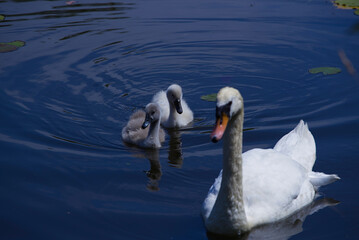 Fototapeta premium Swan family swimming around a beautiful lake