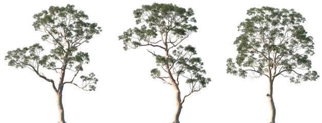 Set of Eucalyptus citriodora (commonly known as lemon-scented gum) frontal isolated png in sunny daylight on a transparent background perfectly cutout