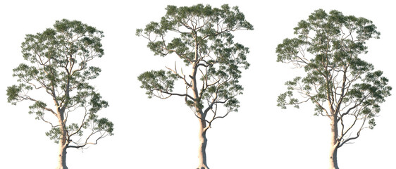 Set of Eucalyptus citriodora (commonly known as lemon-scented gum) frontal isolated png in sunny daylight on a transparent background perfectly cutout