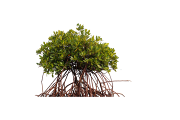 mature mangrove tree stands in clear, shallow water, displaying its intricate reddish-brown prop roots. Its lush green canopy thrives against a hazy coastal horizon, isolated on a transparent backgrou