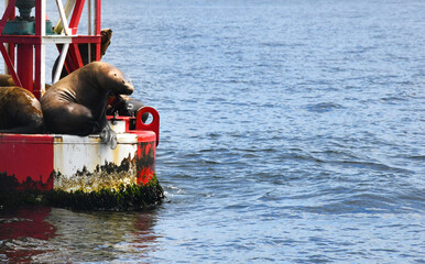Scratching Sea Lion on Buoy