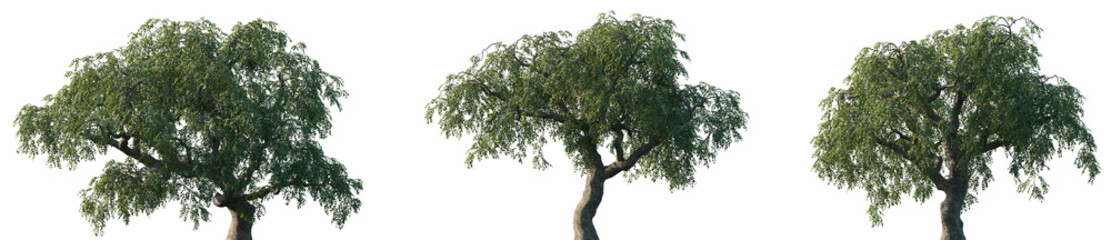 Set of Sophora japonica (commonly known as the Japanese pagoda tree or Chinese scholar tree) frontal set street trees isolated png on a transparent background perfectly cutout