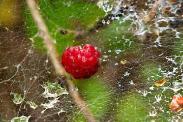 Dessert of wild raspberry berries and dew on a web.