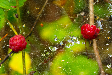 Dessert of wild raspberry berries and dew on a web.
