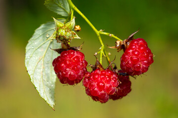 Ripe berries of wild raspberry, Rubus idaeus.