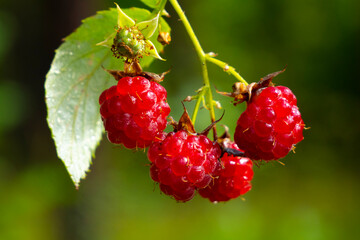 Ripe berries of wild raspberry, Rubus idaeus.