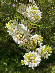 Xanthoceras sorbifolium are yellowhorn, shiny leaf yellowhorn, goldenhorn, or Chinese flowering chestnut. It's also sometimes referred to as the popcorn shrub.