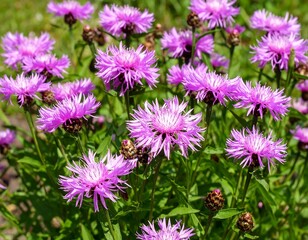 Obraz premium Close-up of vibrant pink flowers