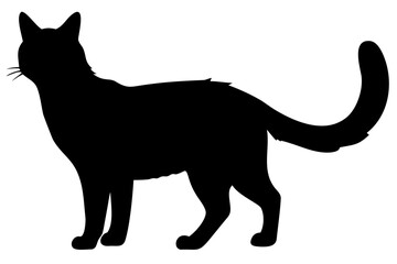Maine Coon Cat Silhouette feline animal 2
