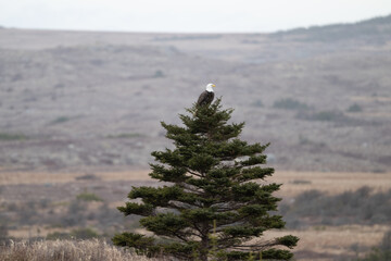 A large wild adult American bald eagle perched in a nest on top of a tree. The eagle is looking down with its bright yellow eyes. It has a hooked bill, a white feathered head, and a brown body. 