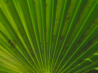 The symmetrical texture of a palm leaf