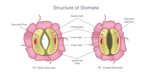 Stomata singular stoma are tiny pores or openings found on the surface of leaves, stems, and other plant organs, primarily involved in gas exchange.