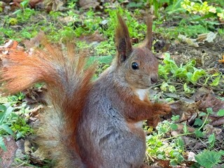 Cute red squirrel in the grass. 
