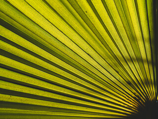 The symmetrical texture of a palm leaf