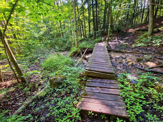 On a sunny summer day, an old wooden boardwalk crosses a gentle stream in lush green woods, past fallen branches, tree limbs, rocks, and stones in a peaceful forest setting.