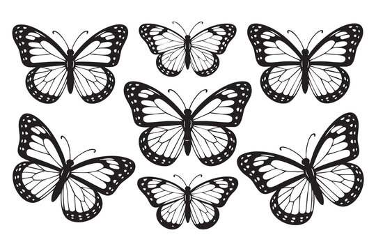Black and white monarch butterflies with patterned wings monarch butterfly
