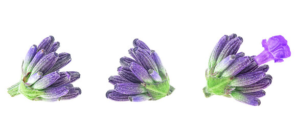 Lavender flowers isolated on a white background, macro. Lavender blossoms.