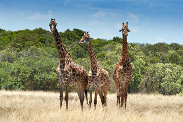 Giraffes in the Masai Mara wildlife park, Kenya