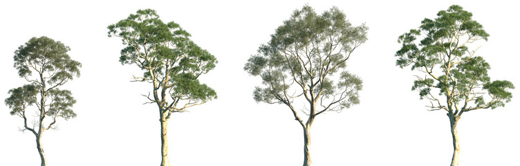 Set of Eucalyptus amygdalina and Eucalyptus camaldulensis frontal isolated png in sunny daylight on a transparent background perfectly cutout