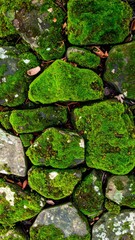 Vibrant Green Moss Growing on Rocks Forming Natural Textural Wall Pattern