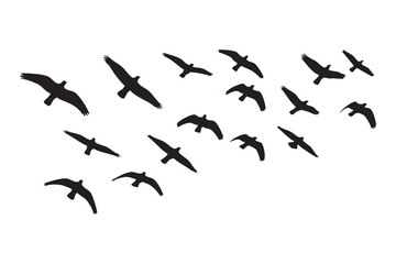 Fototapeta premium Flock of black birds soaring across a white background flying wings spread
