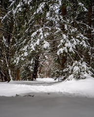 Snowy Forest Path Winding Through Winter Wonderland: Untouched Evergreen Trees & Fresh Powder – Serene Nature Trail