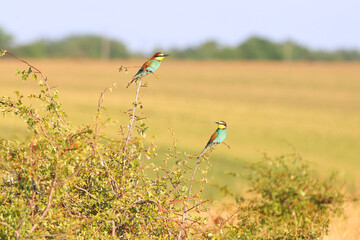 European bee-eater hunting flying insects in natural environment. Birds resting on the tree