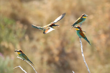 European bee-eater hunting flying insects in natural environment. Birds resting on the tree