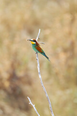 European bee-eater hunting flying insects in natural environment. Birds resting on the tree