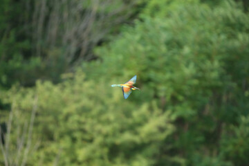 European bee-eater hunting flying insects in natural environment. Birds resting on the tree
