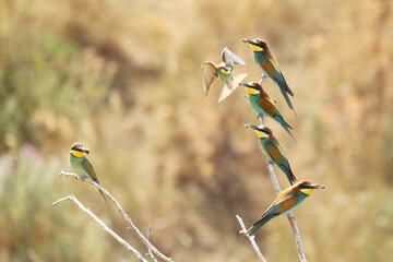 European bee-eater hunting flying insects in natural environment. Birds resting on the tree
