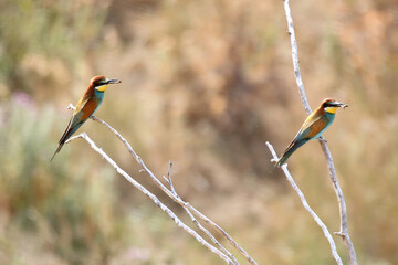 European bee-eater hunting flying insects in natural environment. Birds resting on the tree