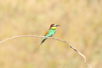 European bee-eater hunting flying insects in natural environment. Birds resting on the tree