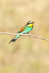 European bee-eater hunting flying insects in natural environment. Birds resting on the tree