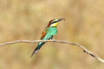 European bee-eater hunting flying insects in natural environment. Birds resting on the tree