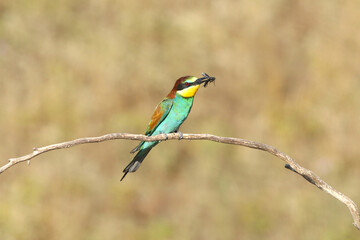 European bee-eater hunting flying insects in natural environment. Birds resting on the tree