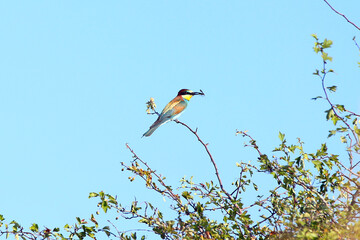 European bee-eater hunting flying insects in natural environment. Birds resting on the tree