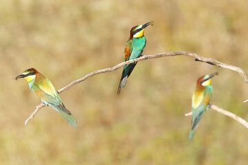 European bee-eater hunting flying insects in natural environment. Birds resting on the tree