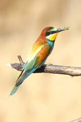 European bee-eater hunting flying insects in natural environment. Birds resting on the tree