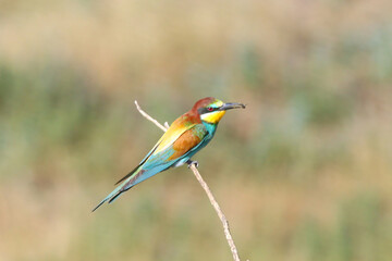 European bee-eater hunting flying insects in natural environment. Birds resting on the tree
