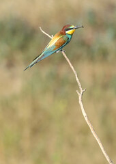European bee-eater hunting flying insects in natural environment. Birds resting on the tree