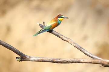 European bee-eater hunting flying insects in natural environment. Birds resting on the tree