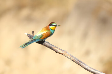European bee-eater hunting flying insects in natural environment. Birds resting on the tree