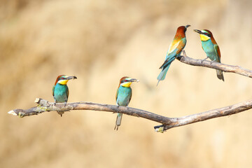 European bee-eater hunting flying insects in natural environment. Birds resting on the tree