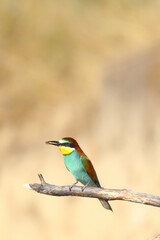 European bee-eater hunting flying insects in natural environment. Birds resting on the tree