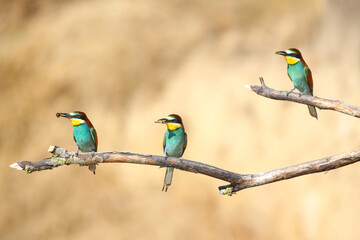 European bee-eater hunting flying insects in natural environment. Birds resting on the tree